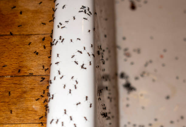 Best Wasp Removal Services  in Honey Grove, TX