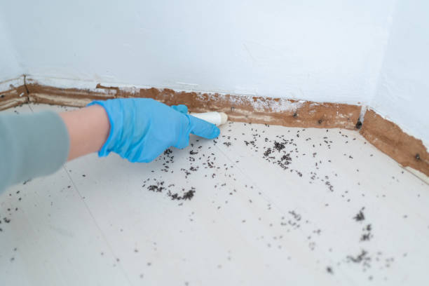 Best Local Pest Control Services  in Honey Grove, TX